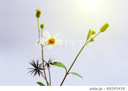 White Flower White Flower 69265439