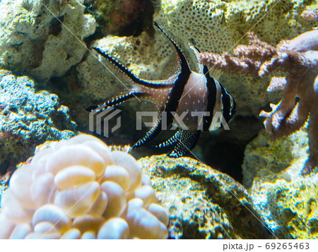 アマノガワテンジクダイ 69265463