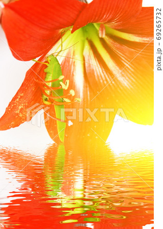 Macro photo of a grasshopper inside of a red lily Macro photo of a grasshopper inside of a red lily 69265732