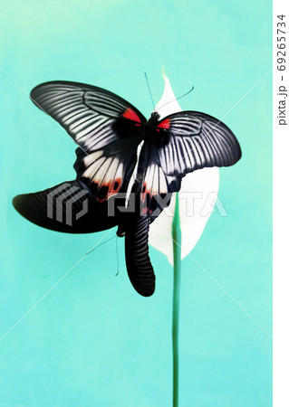 colorful butterflies colorful butterflies 69265734