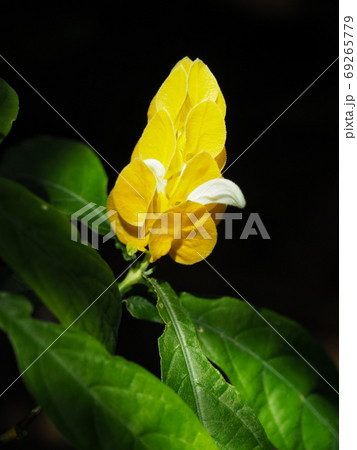 パキスタキス・ルテア パキスタキス・ルテア 69265779