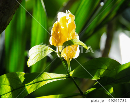 パキスタキス・ルテア 69265781