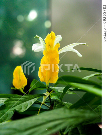 パキスタキス・ルテア パキスタキス・ルテア 69265783