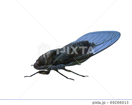 cicada isolated on white background 69266013