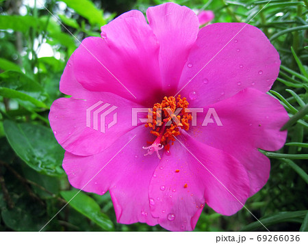 pink flowers bloom 69266036