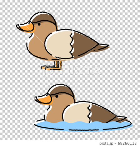 鳥 カモ 動物 イラスト 手描きのイラスト素材 鳥 カモ 動物 イラスト 手描きのイラスト素材