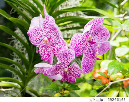 バンダ バンダ 69266165