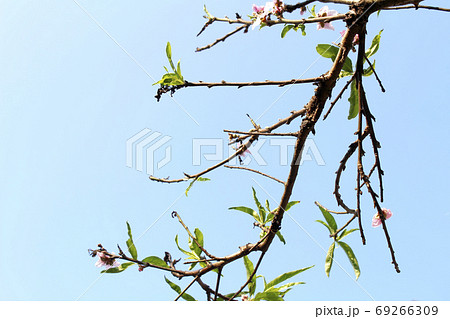 Flower In the sky Flower In the sky 69266309