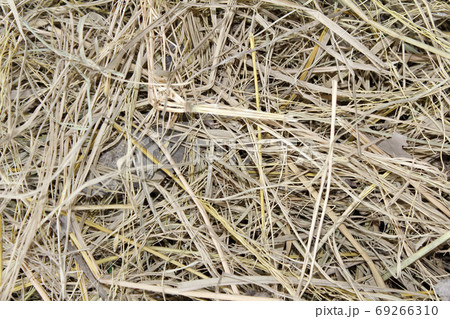 dry straw after harvest dry straw after harvest 69266310