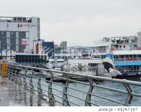 韓国　釜山の風景　鳥 69267107