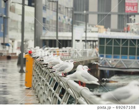 韓国　釜山の風景　鳥 69267108