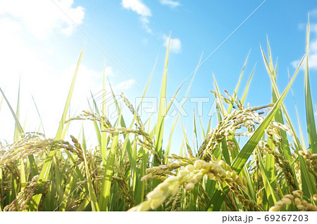 稲穂　水田　稲作 69267203