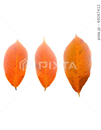 Hevea brasiliensis leaf isolated on white background.Rubber leav 69267412