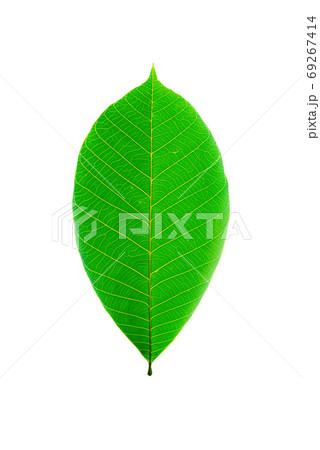 Hevea brasiliensis leaf isolated on white background.Rubber leav Hevea brasiliensis leaf isolated on white background.Rubber leav 69267414