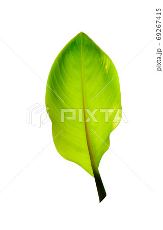 Tree Banana Leaf Isolated On White / clipping path Tree Banana Leaf Isolated On White / clipping path 69267415
