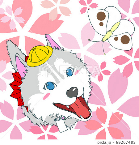 モンシロチョウを見つめるハスキー犬のイラスト素材