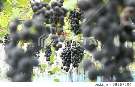 ブドウ 69267504