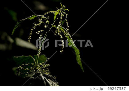 nettle leaf isolated on black nettle leaf isolated on black 69267587