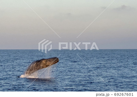 Sperm Whale incredible jump breaching at sunset Sperm Whale incredible jump breaching at sunset 69267601