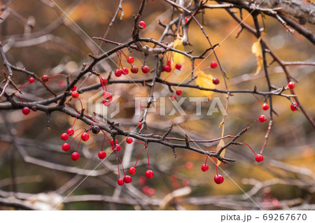 Red berry on branch with a blurred autumn leaves background 69267670
