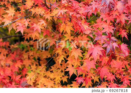 楓 カエデ メープル 69267818