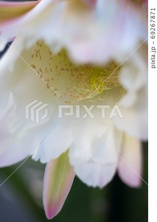 サボテンの花 69267871