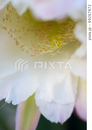 サボテンの花 サボテンの花 69267872