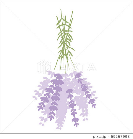 Fresh cut fragrant lavender plant flowers bunch and single 2 realistic icons set isolated vector illustration 69267998