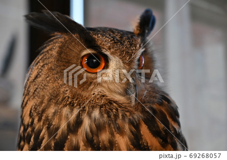くりくり目玉のフクロウ 69268057
