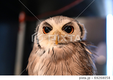 くりくり目玉のフクロウ 69268058