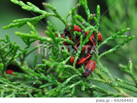 Red garden bugs soldier on green juniper branches. 69268402