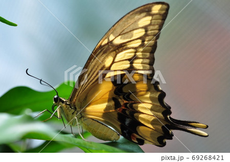 Swallowtail butterfly sitting on a green leaf. 69268421
