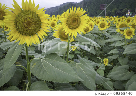 ひまわり畑(蒜山)8月 ひまわり畑(蒜山)8月 69268440