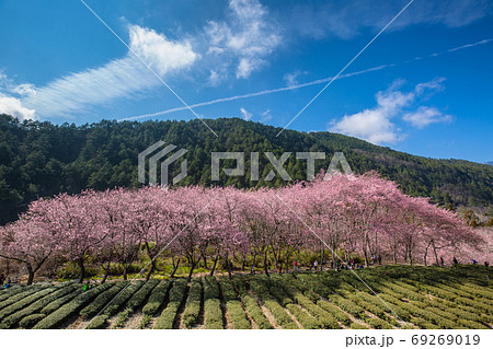 春 泉 湧水 69269019