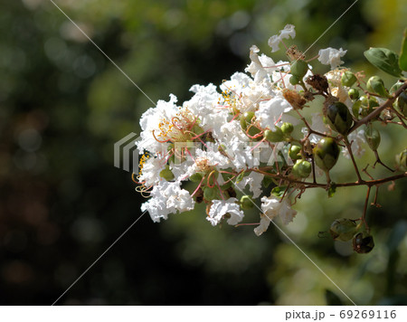 サルスベリ サルスベリ 69269116