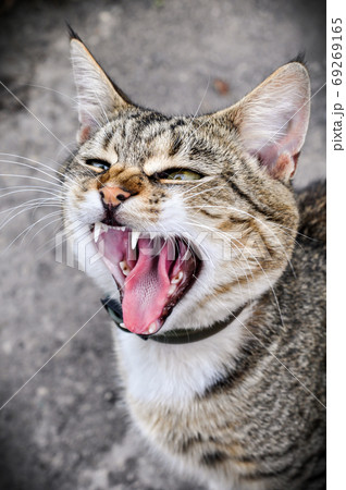 Tabby cat yawns open wide your cat s mouth. Tabby cat yawns open wide your cat s mouth. 69269165