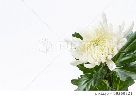 白い菊の花の写真素材