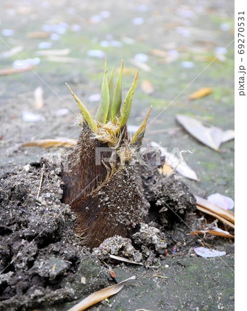 地面を突き破るタケノコ 69270531