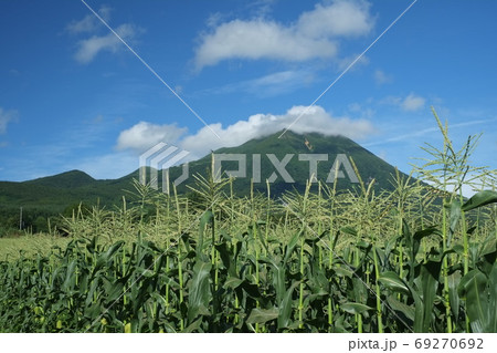 岩木山を望む嶽地区の高地栽培トウモロコシ畑の写真素材