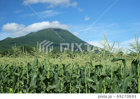 岩木山を望む嶽地区の高地栽培トウモロコシ畑 69270693