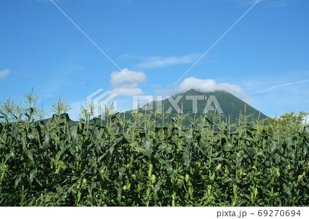 岩木山を望む嶽地区の高地栽培トウモロコシ畑の写真素材