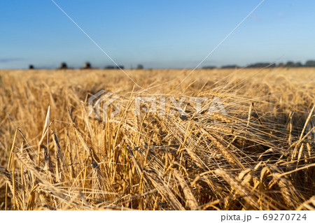 Agricultural field. Ripe ears of barley. The concept of a rich harvest. 69270724