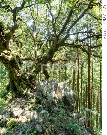 奥多摩　山抱きの大樫 69271525