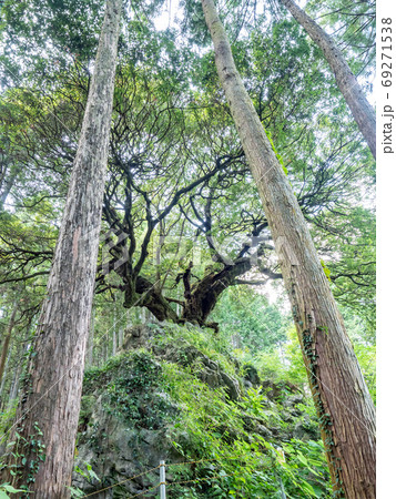 奥多摩 山抱きの大樫 奥多摩 山抱きの大樫 69271538