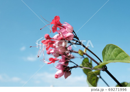 花 フラワー お花 69271996