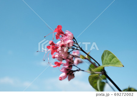 花 フラワー お花 69272002