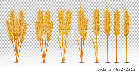 Wheat ears with grains on transparent background. Yellow whole stalks wheat, organic product, agriculture. Set realistic wheat ears. Vector illustration. 69272213