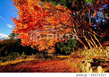 夕日に照らされさらに赤みを増す紅葉の写真素材