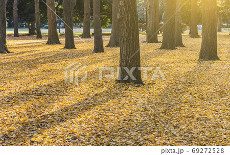 [東京・代々木] 秋のイチョウの黄色に染まった代々木公園の森。 69272528