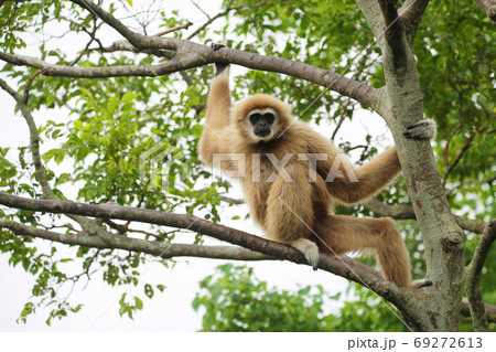 シロテテナガザル シロテテナガザル 69272613